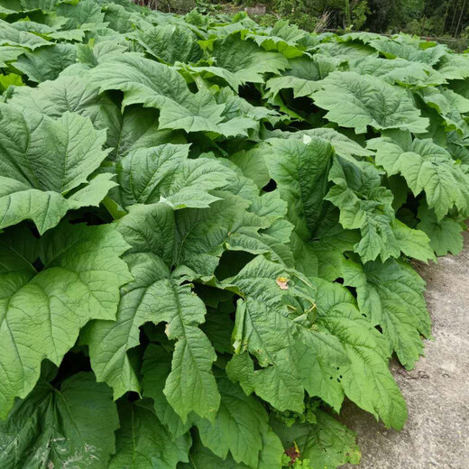 眉山市大黃種植求購